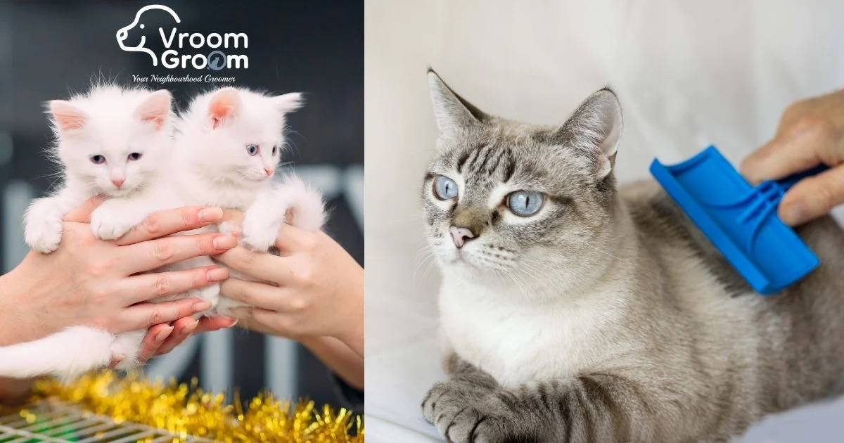 Professional Cat Grooming Services Benefits & What to Expect
