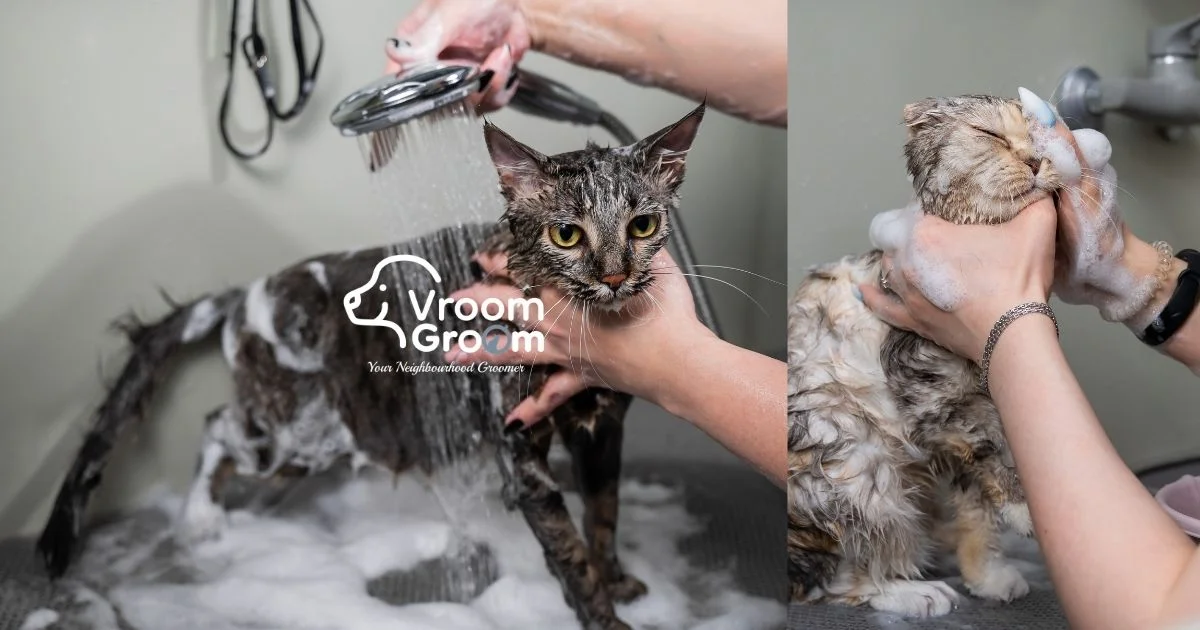 Professional Cat Grooming Services in Dubai