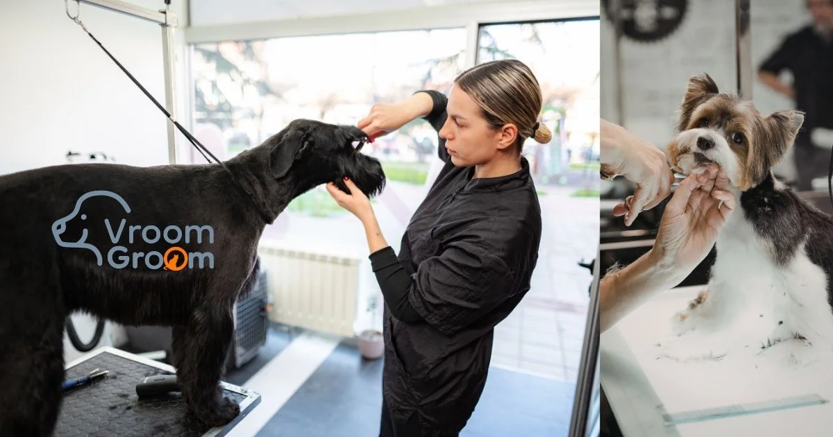 Professional Dog Groomers in Dubai Book Before Summer Heat Hits