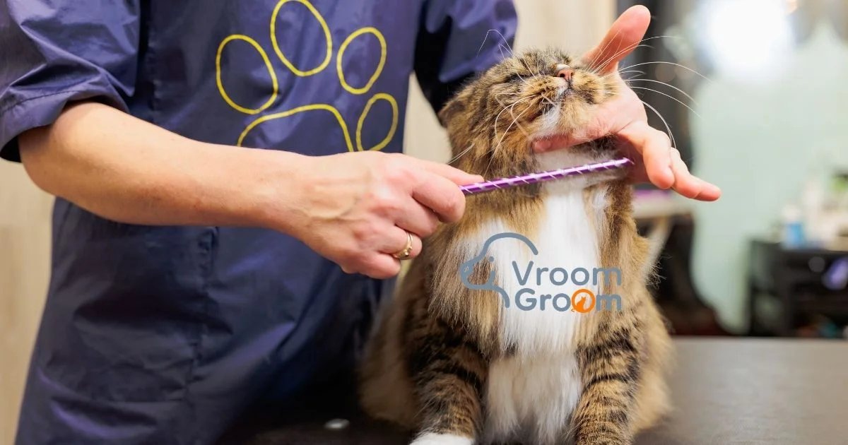 Top-Rated Cat Grooming Services in Dubai A Verified Review