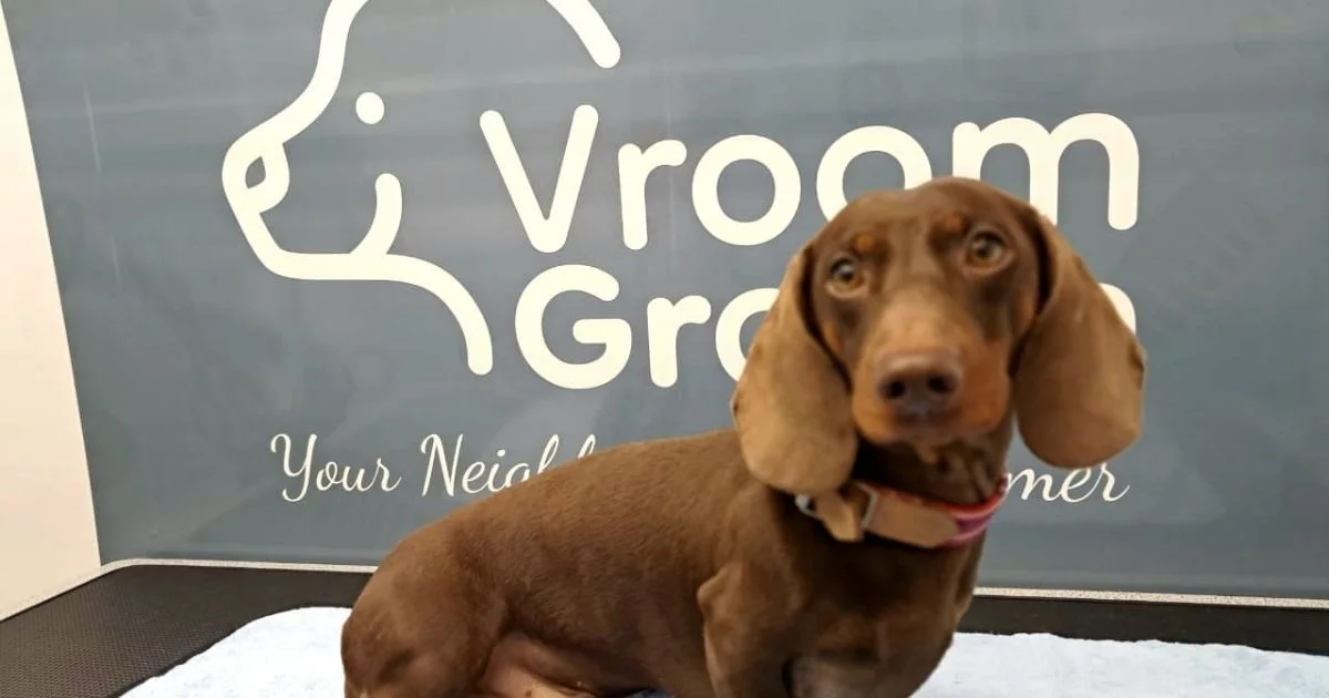 Why Mobile Dog Grooming Is the Smarter Choice in 2026