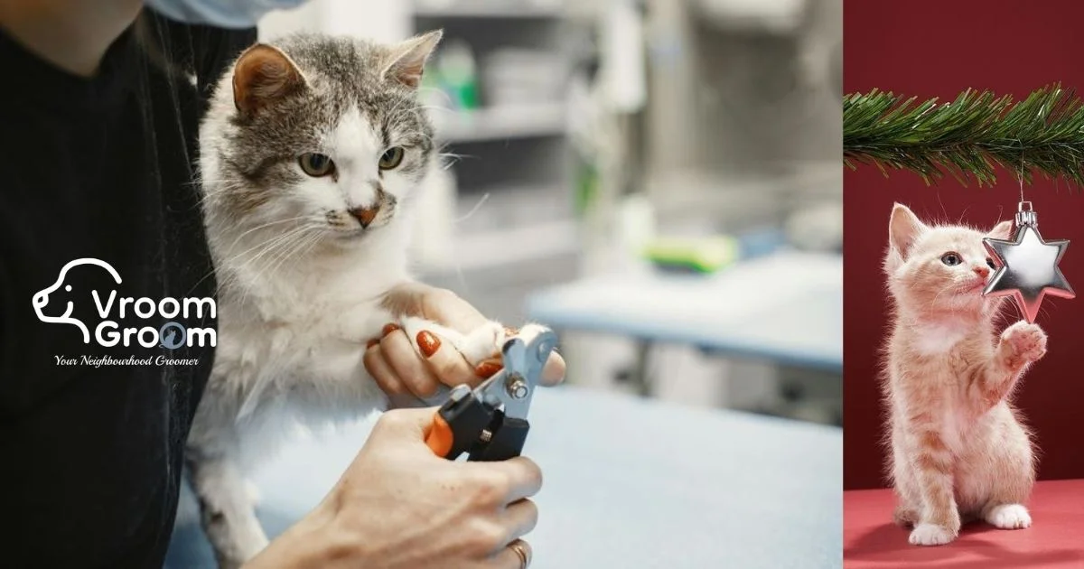 Why Stressed Cats Need Cat Mobile Grooming More Than Ever