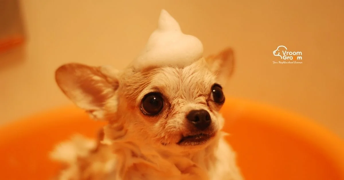 Luxury Mobile Pet Spa Dubai Professional Grooming at Your Door