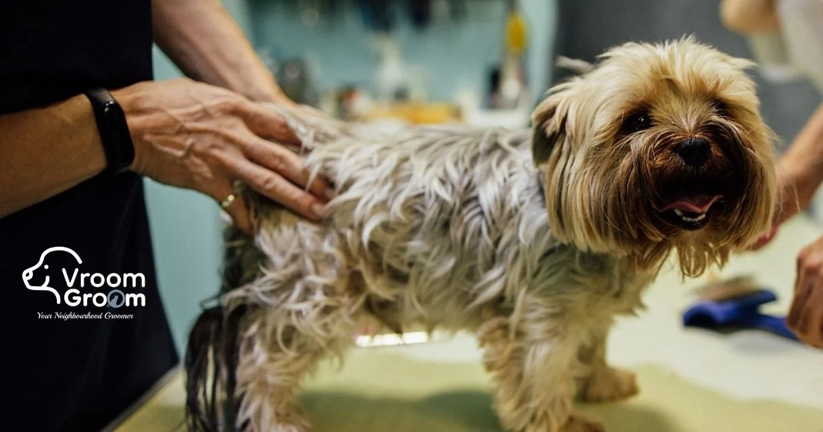 Why Choose Mobile Pet Spa Services in Dubai for Your Dog?