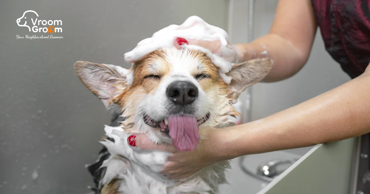Best Organic Dog Shampoo in the UAE