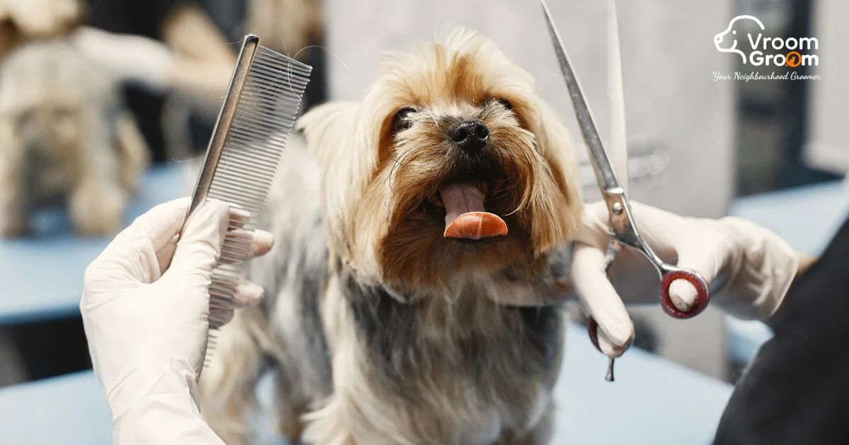 How Often to Groom Your Dog in Dubai